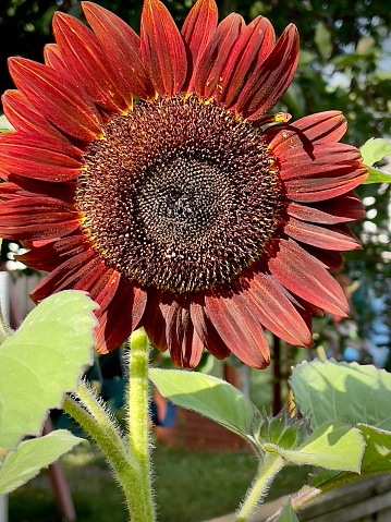 One large brown and red sunflower. Unusual