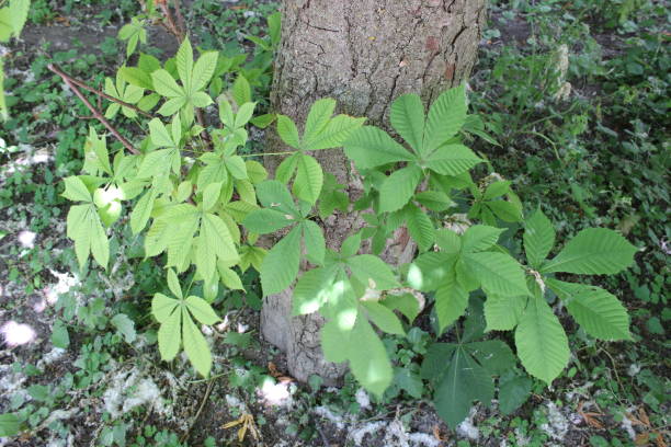 istock Green leaves of chestnut tree in the forest. 1411406397