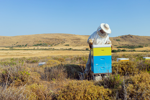 A Greek beekeeper is working with his hives to collect the honey. Image taken on Lemnos island. The bushes surrounding the boxes is Thyme.