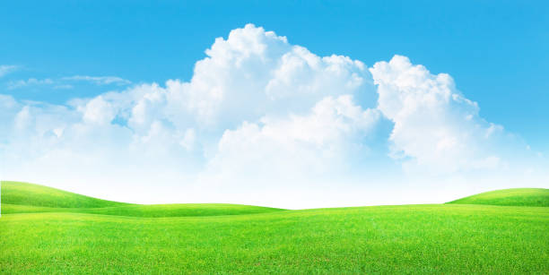 istock Green grass field and blue sky 1411407663