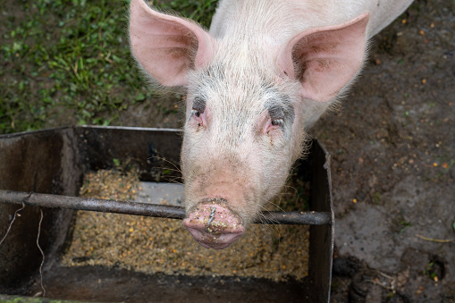 portrait of pink pig stands in a small pen on a small farm