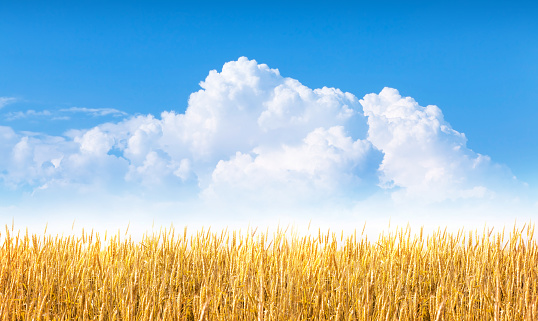 Yellow wheat or rye field and blue sky with clouds. Summer landscape wide background