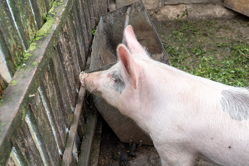 portrait of pink pig stands in a small pen on a small farm