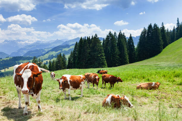 고산 초원의 목초지에있는 소들 - village switzerland landscape swiss culture 뉴스 사진 이미지