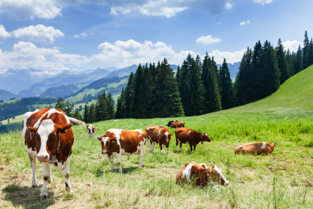 cows in pasture on alpine meadow - milk european alps agriculture mountain imagens e fotografias de stock