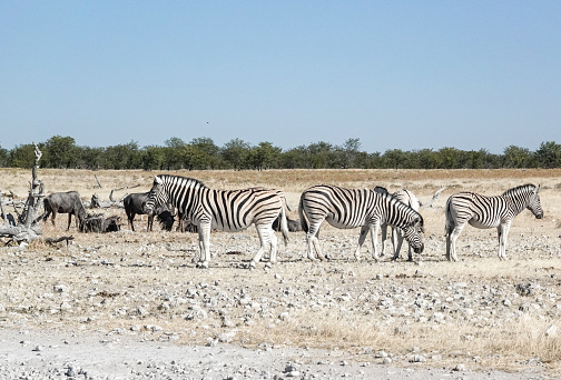 Zebra at Rietfontein Waterhole at Etosha National Park in Kunene Region, Namibia