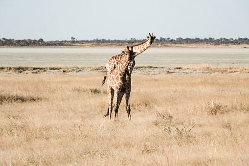 Giraffe on Etosha Pan at Etosha National Park in Kunene Region, Namibia