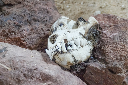 Brown Hyena Skull at Otjozondjupa Region, Namibia, Namibia