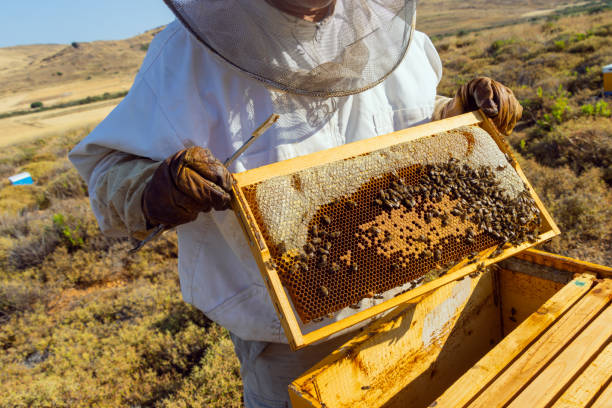istock Beekeeping on Lemnos island in Greece 1411408715