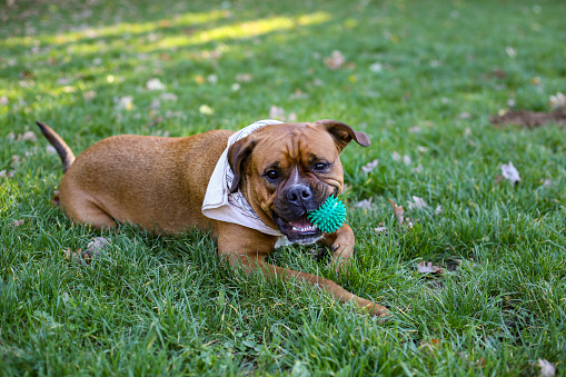 Boxer dog in nature.