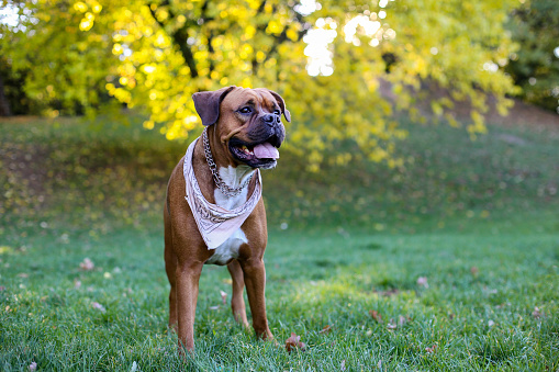 Nice portrait of a boxer dog sitting in a public park at sunset