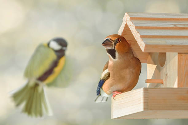 istock Hawfinch in the bird feeder 1411409955