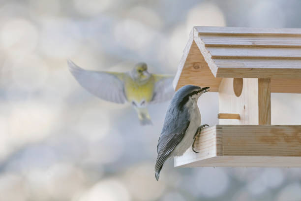 istock Eurasian nuthatch in the bird feeder 1411409980