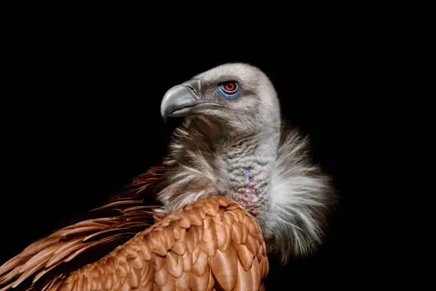 Photo of Himalayan vulture