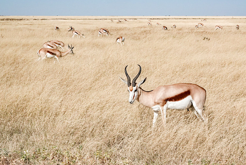 Masai giraffe in Mikomazi national park in Tanzania