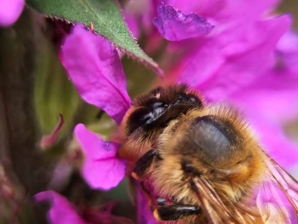istock bees that collect honey 1411410723