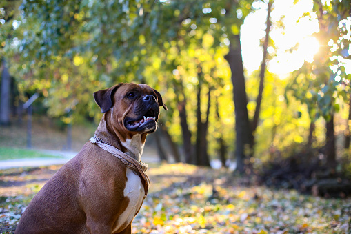 Boxer dog looking around outside.