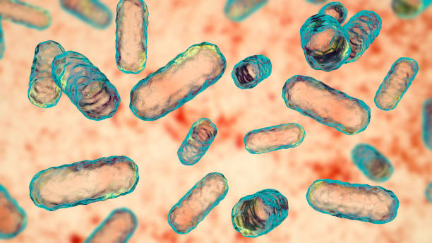 bakterie enterobacter, bakterie gram-ujemne w kształcie pręta, część normalnego mikrobiomu jelita - bacterium e coli pathogen micro organism zdjęcia i obrazy z banku zdjęć