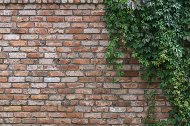 istock Background old red brick wall with climbing plant Virginia creeper (ParthenocÃ­ssus quinquefolia). 1411413646