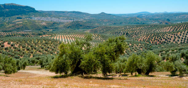 olive grove in Rute, Spain, web banner format stock photo