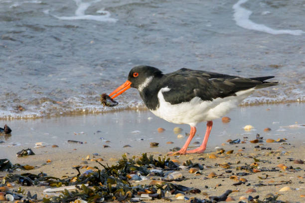 istock Eurasian Oystercatcher (Haematopus ostralegus) 1411415076