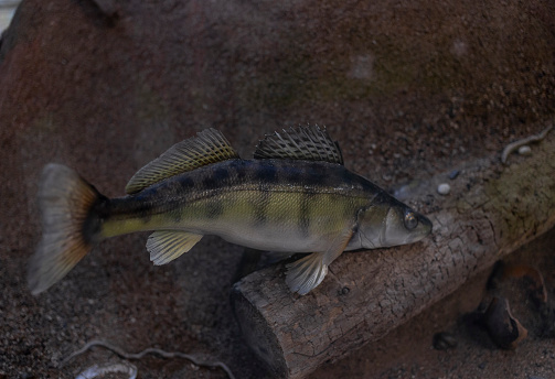Freshwater fish walleye (Sander lucioperca) on a rocky bottom hunts for prey. Underwater photography in the river. An animal of the wild. Walleye in its natural habitat. Side view .