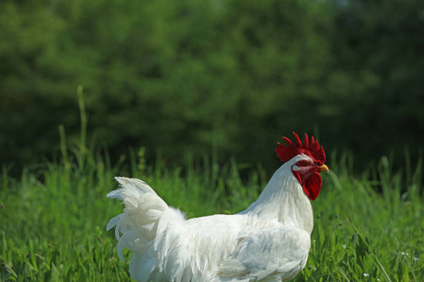 Chicken and  rooster  in the grass