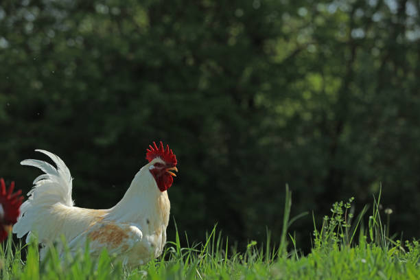Chicken and  rooster  in the grass