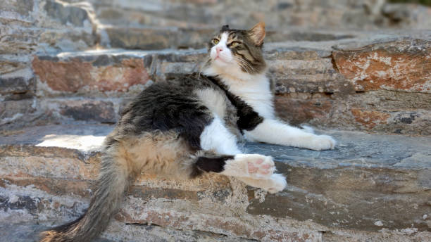 istock A beautiful cat in the yard of white stone. 1411417253