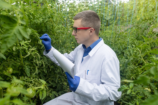 Junior agricultural scientists research greenhouse plants and look for a way to control pests. Yellowed leaf. Scientist in white coat. Diseases of agricultural plants. Plant disease agronomist.