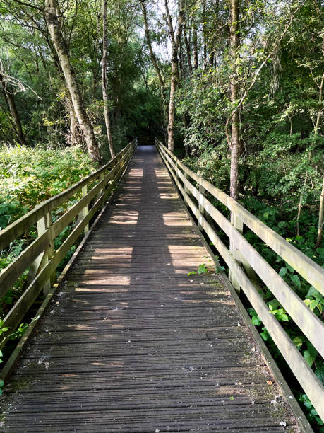 istock Wooden walkway through woodland 1411419009
