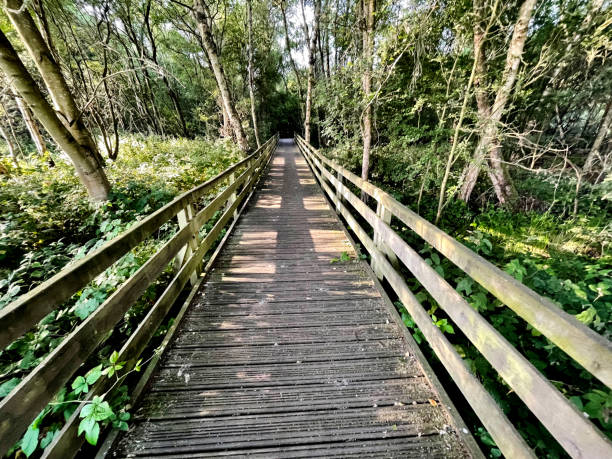istock Wooden walkway through woodland 1411419014