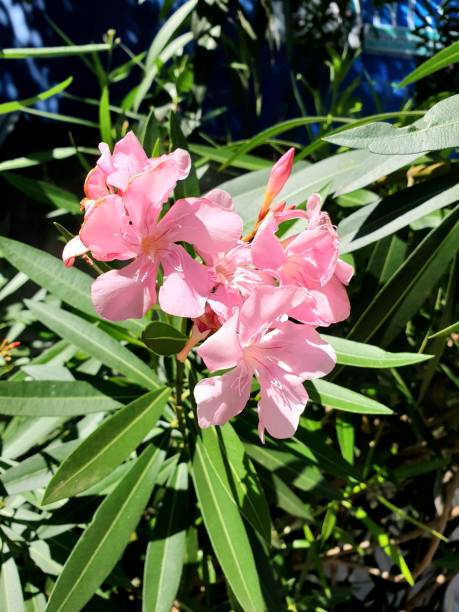 istock Image of Poison PinkFlower (Nerium Oleander) 1411419066