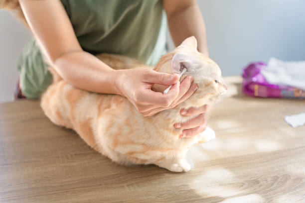 istock Clean cat by wipe the cat's ears. 1411419243