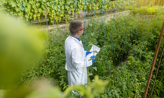 Junior agricultural scientists research greenhouse plants and look for a way to control pests. Yellowed leaf. Scientist in white coat. Diseases of agricultural plants. Plant disease agronomist.