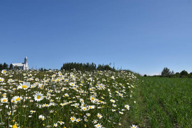Un ciel bleu A field in bloom, Sainte-Apolline, Quebec, Canada ciel bleu stock pictures, royalty-free photos & images