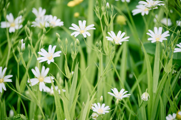 istock Blooming stellaria or chickweed in spring among lush green grass. 1411422297