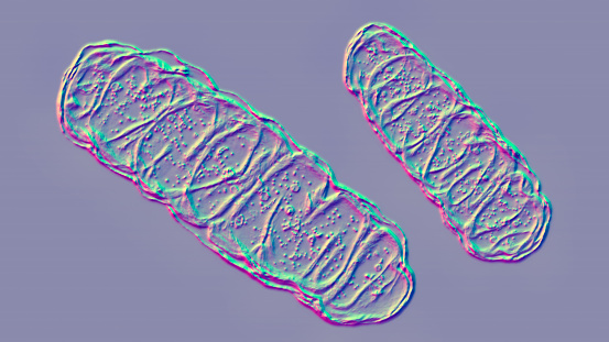 Mitocondrias, orgánulos celulares encerrados en membrana, que producen energía photo