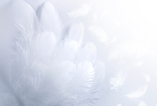 Airy soft fluffy  wing  bird with white feathers close-up of macro pastel blue shades on white background. Abstract gentle natural background with bird feathers macro with soft focus.