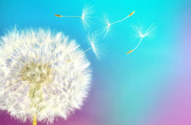 istock Bright beautiful original image of a ripe dandelion on a colored background with space for text. 1411423936