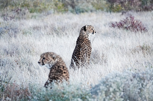 African Cheetah at Etosha National Park in Kunene Region, Namibia