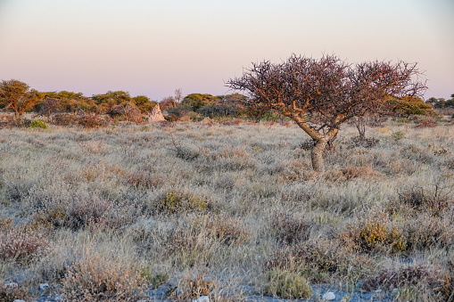 Dawn at Etosha National Park in Kunene Region, Namibia