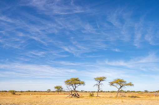 Acacia Trees at Etosha National Park in Kunene Region, Namibia