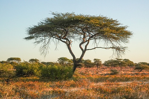 Beautiful landscape near bushmen area. Kalahari, Namibia. Africa