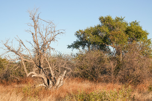 Etosha National Park in Kunene Region, Namibia