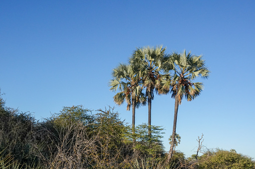 Palm Tree at Etosha National Park in Kunene Region, Namibia