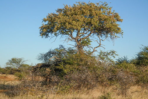 Single Tree at Etosha National Park in Kunene Region, Namibia