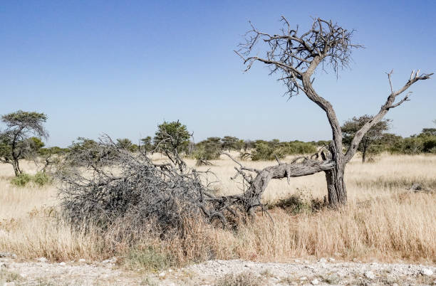 African Savannah. Tsavo East National Park, Kenya.