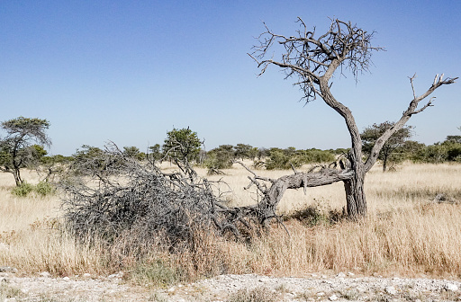 Lone dead tree in the barren landscape of Deadvlei in Namibia