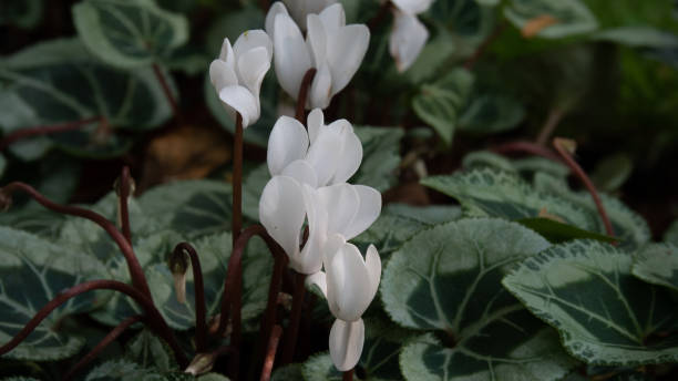 Bright white Cyclamen bouquet in nature. White flowers of Cyclamen, petite flowering plant native to western Turkey. Variegated leaves give the plant more attractive. cyclamen stock pictures, royalty-free photos & images